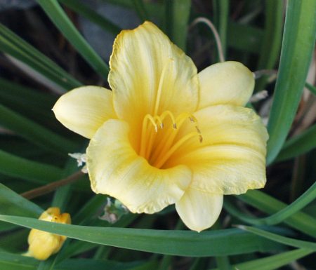 Spring Flowers - Lily